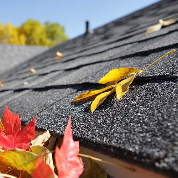 Roof Cleaning